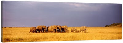 Elephant Herd, Maasai Mara Kenya Canvas Art Print