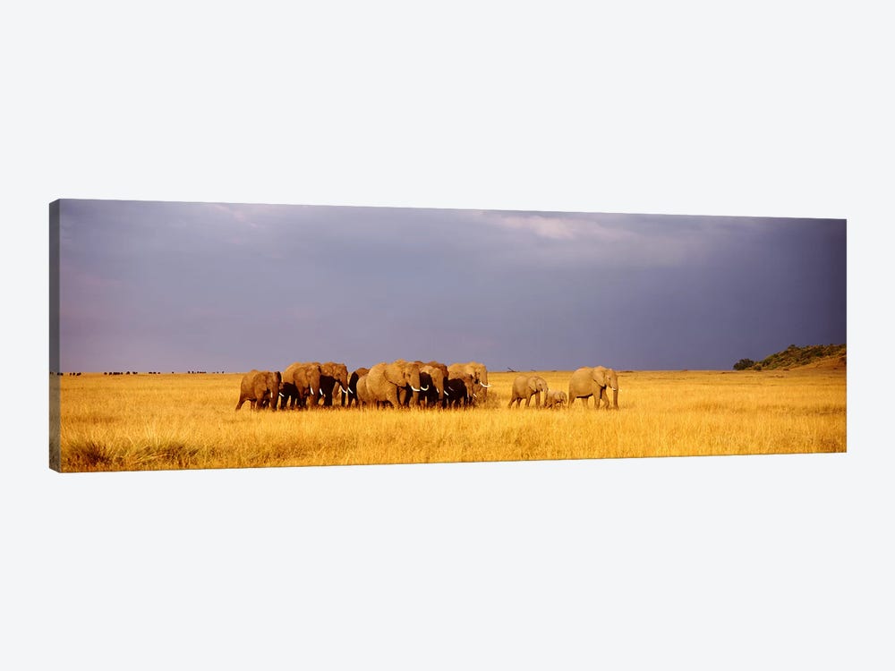 Elephant Herd, Maasai Mara Kenya by Panoramic Images 1-piece Canvas Wall Art