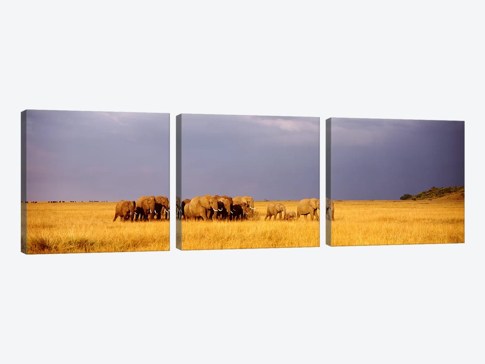Elephant Herd, Maasai Mara Kenya by Panoramic Images 3-piece Canvas Art