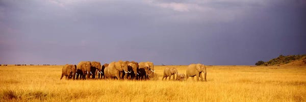 Maasai Mara National Reserve: Elephant Herd, Maasai Mara Kenya by Panoramic Images