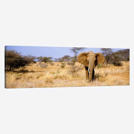 Lone Elephant, Samburu National Reserve, Kenya, Africa Canvas Print #PIM3605} by Panoramic Images Art Print
