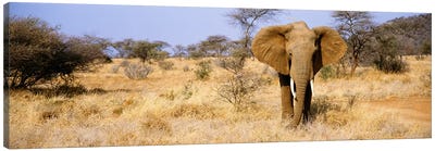 Lone Elephant, Samburu National Reserve, Kenya, Africa Canvas Art Print - Kenya
