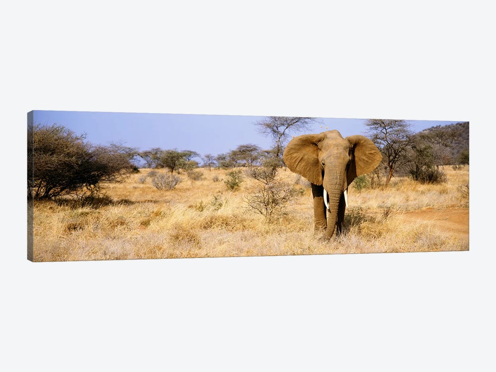 Lone Elephant, Samburu National Reserve, Kenya, Africa by Panoramic Images 1-piece Canvas Art Print