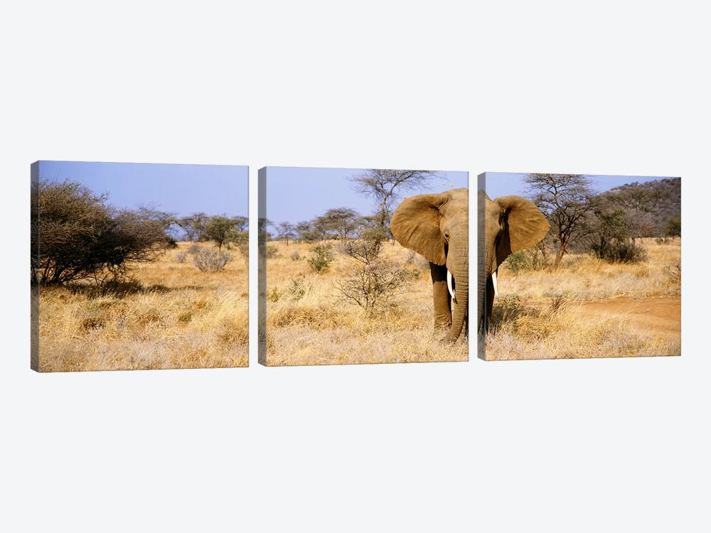 Lone Elephant, Samburu National Reserve, Kenya, Africa by Panoramic Images 3-piece Canvas Print