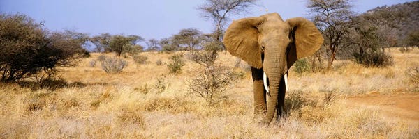 Kenya: Lone Elephant, Samburu National Reserve, Kenya, Africa by Panoramic Images