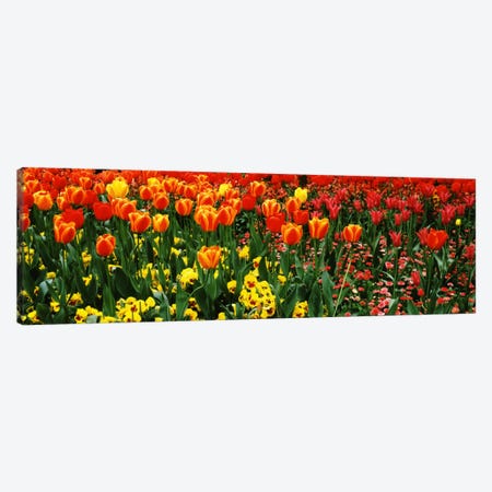 Tulips in a field, St. James's Park, City Of Westminster, London, England Canvas Print #PIM364} by Panoramic Images Canvas Artwork
