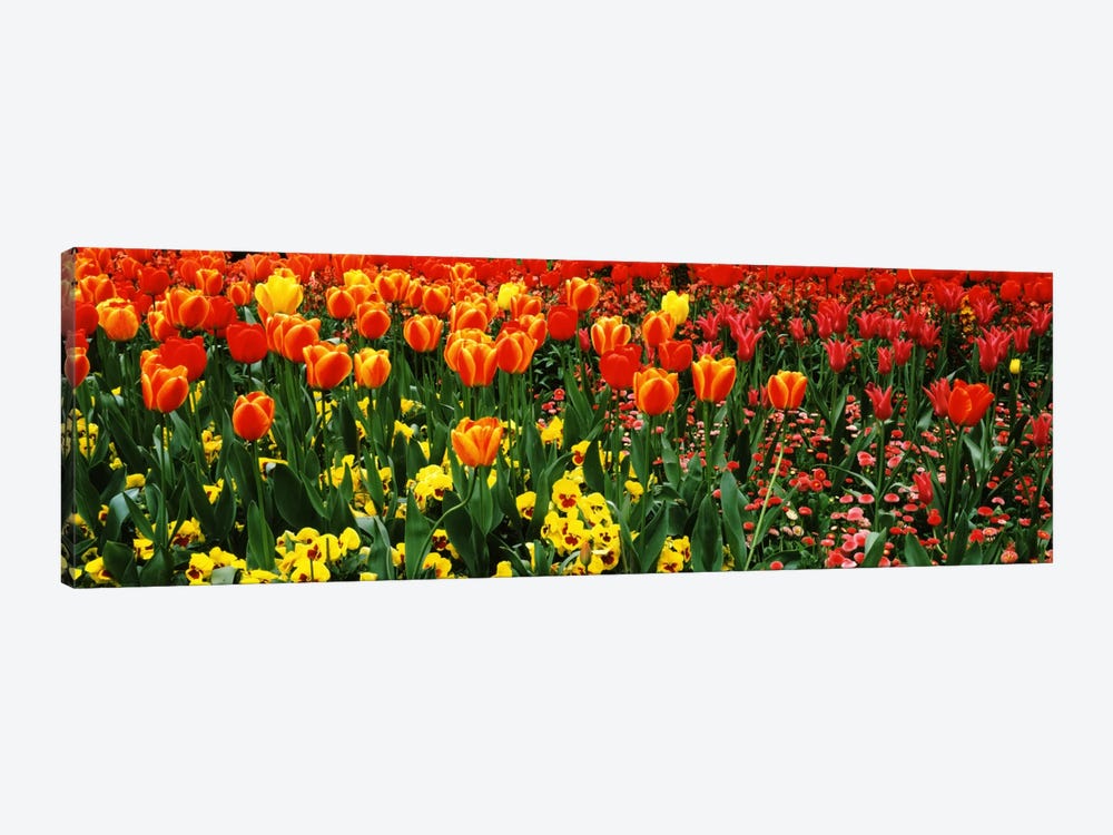 Tulips in a field, St. James's Park, City Of Westminster, London, England by Panoramic Images 1-piece Canvas Wall Art