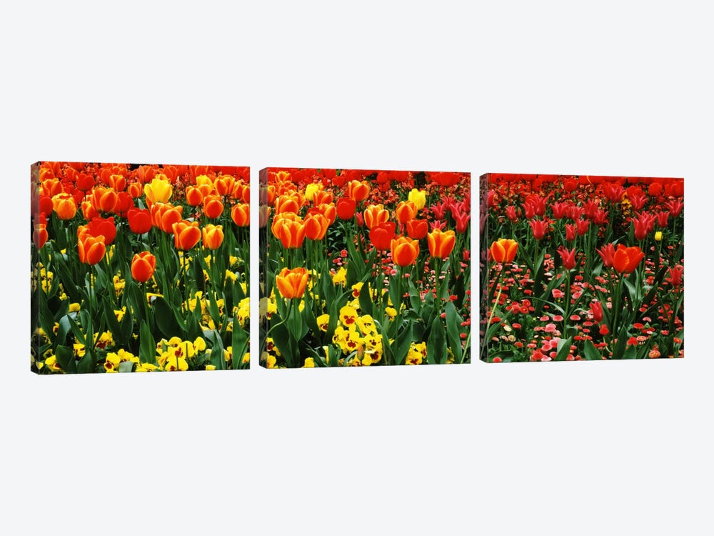 Tulips in a field, St. James's Park, City Of Westminster, London, England by Panoramic Images 3-piece Canvas Wall Art