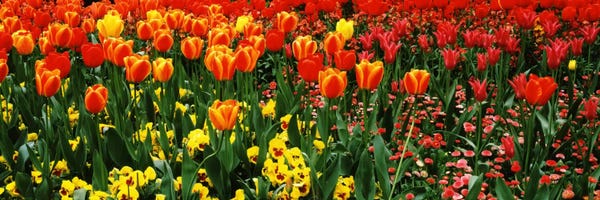 Spring: Tulips in a field, St. James's Park, City Of Westminster, London, England by Panoramic Images