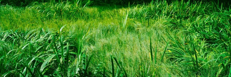 Grass on a marshland, England