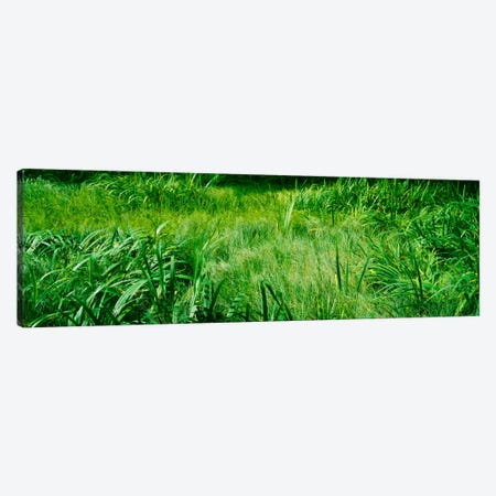 Grass on a marshland, England Canvas Print #PIM365} by Panoramic Images Canvas Art