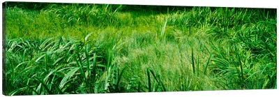 Grass on a marshland, England Canvas Art Print - Plant Art