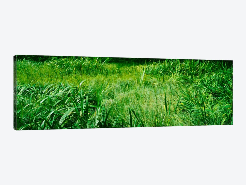 Grass on a marshland, England by Panoramic Images 1-piece Canvas Print