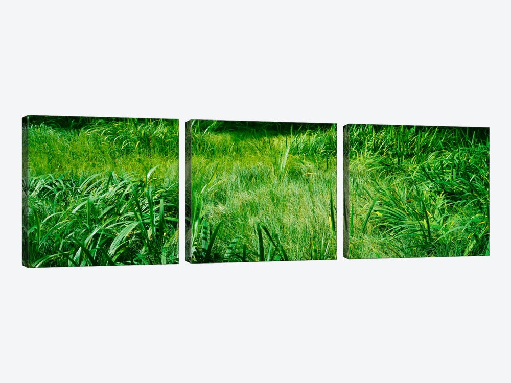 Grass on a marshland, England 3-piece Canvas Art Print