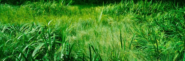 Grass on a marshland, England