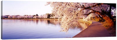 Tidal Basin, Washington DC, District Of Columbia, USA Canvas Art Print - Cherry Blossom Art