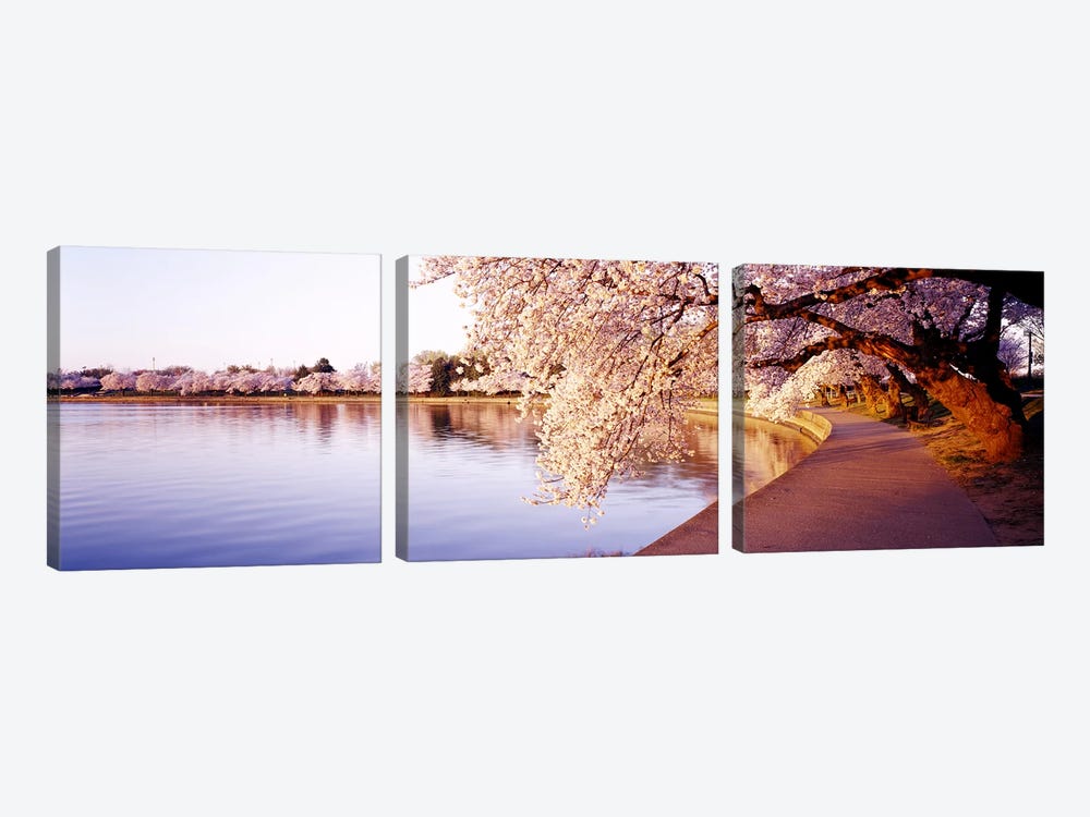 Tidal Basin, Washington DC, District Of Columbia, USA by Panoramic Images 3-piece Canvas Print