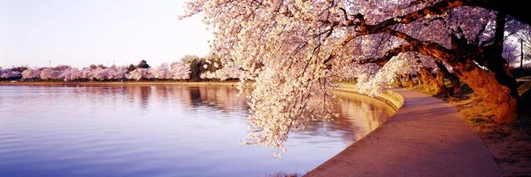 Cherry Trees: Tidal Basin, Washington DC, District Of Columbia, USA by Panoramic Images
