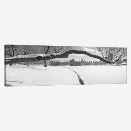 Bare trees in a park, Lincoln Park, Chicago, Illinois, USA Canvas Print #PIM3732} by Panoramic Images Canvas Wall Art