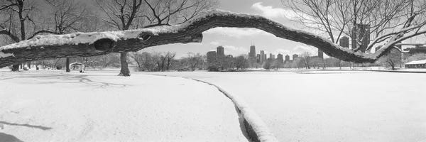 Illinois: Bare trees in a park, Lincoln Park, Chicago, Illinois, USA by Panoramic Images