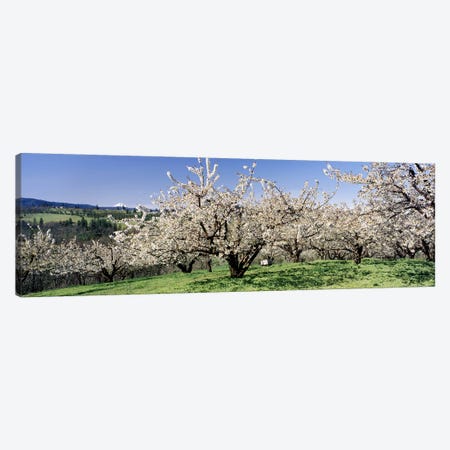 Cherry Blossoms In Bloom, Columbia River Gorge, Oregon, USA Canvas Print #PIM3753} by Panoramic Images Canvas Art