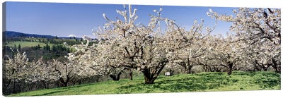 Cherry Blossoms In Bloom, Columbia River Gorge, Oregon, USA Canvas Art Print - Cherry Tree Art