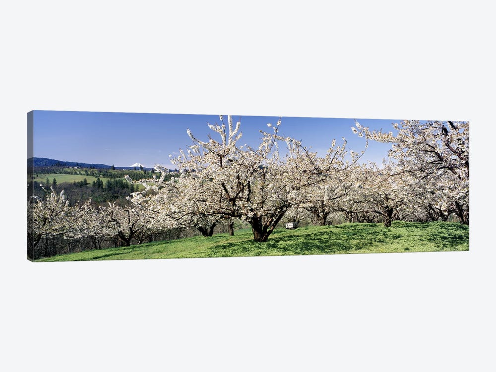 Cherry Blossoms In Bloom, Columbia River Gorge, Oregon, USA by Panoramic Images 1-piece Canvas Art Print