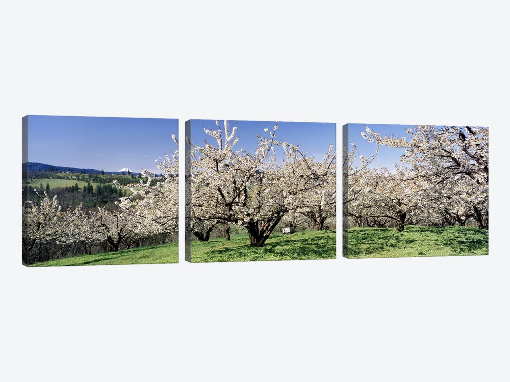 Cherry Blossoms In Bloom, Columbia River Gorge, Oregon, USA by Panoramic Images 3-piece Canvas Art Print