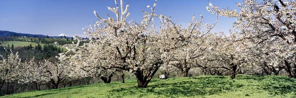 Cherry Blossoms In Bloom, Columbia River Gorge, Oregon, USA