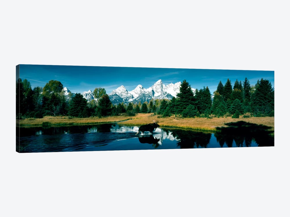 Moose & Beaver Pond Grand Teton National Park WY USA by Panoramic Images 1-piece Canvas Art Print