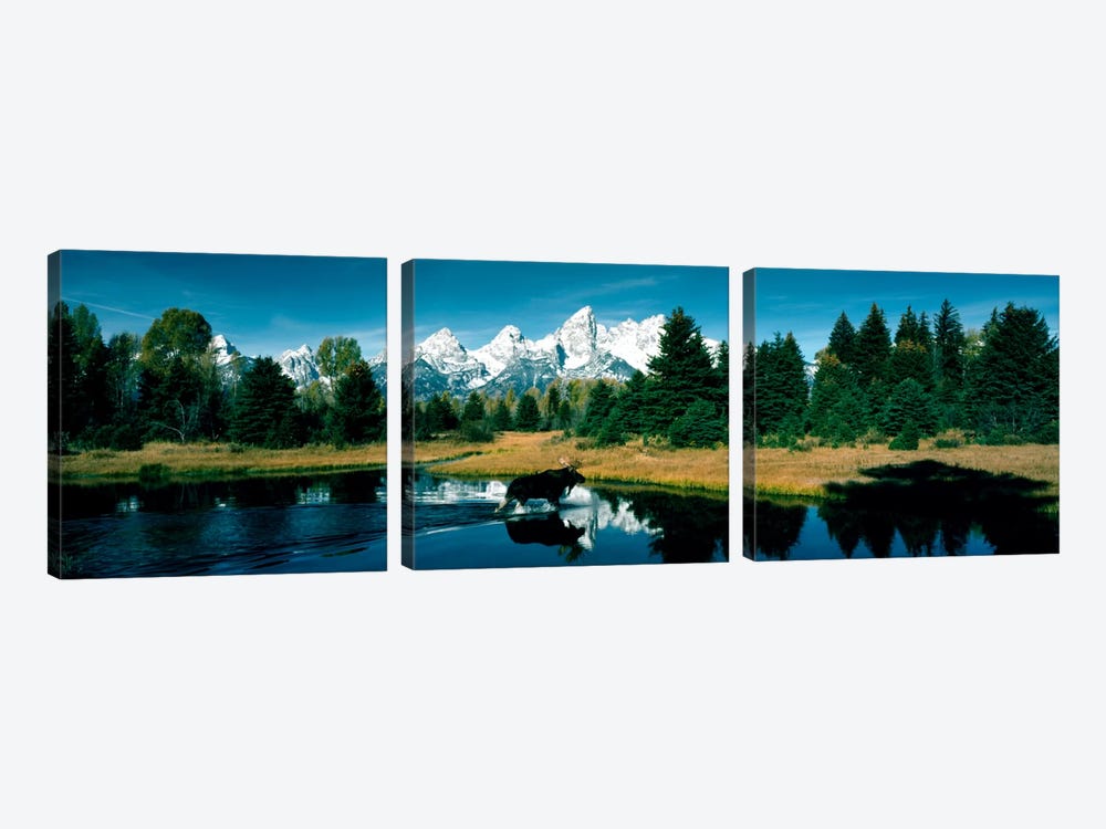 Moose & Beaver Pond Grand Teton National Park WY USA by Panoramic Images 3-piece Canvas Print