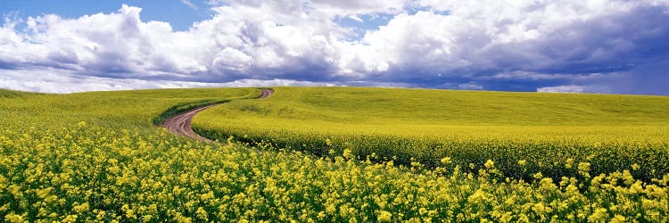 RoadCanola Field, Washington State, USA