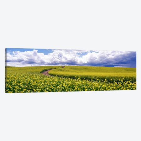 RoadCanola Field, Washington State, USA Canvas Print #PIM3782} by Panoramic Images Canvas Art Print