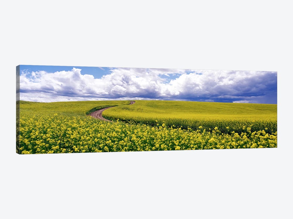 RoadCanola Field, Washington State, USA by Panoramic Images 1-piece Canvas Print