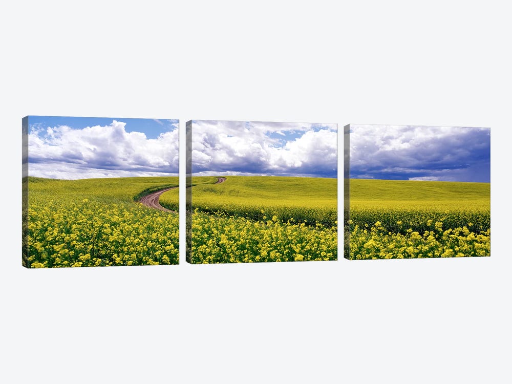 RoadCanola Field, Washington State, USA by Panoramic Images 3-piece Art Print
