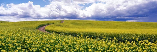 Washington, D.C.: RoadCanola Field, Washington State, USA by Panoramic Images