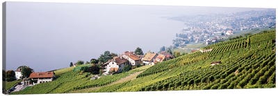 Hillside Sloping Vineyards, Lausanne, Vaud, Switzerland Canvas Art Print - Switzerland Art