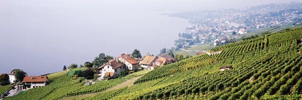 Lausanne: Hillside Sloping Vineyards, Lausanne, Vaud, Switzerland by Panoramic Images