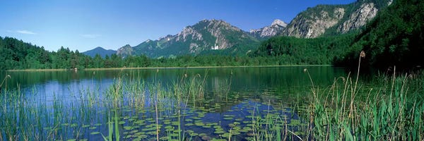 Lilies: Alpsee Bavaria Germany by Panoramic Images