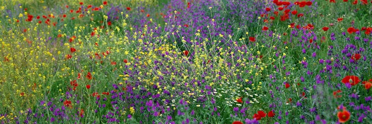 Wildflowers El Escorial Spain