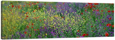 Wildflowers El Escorial Spain Canvas Art Print - Garden & Floral Landscape Art