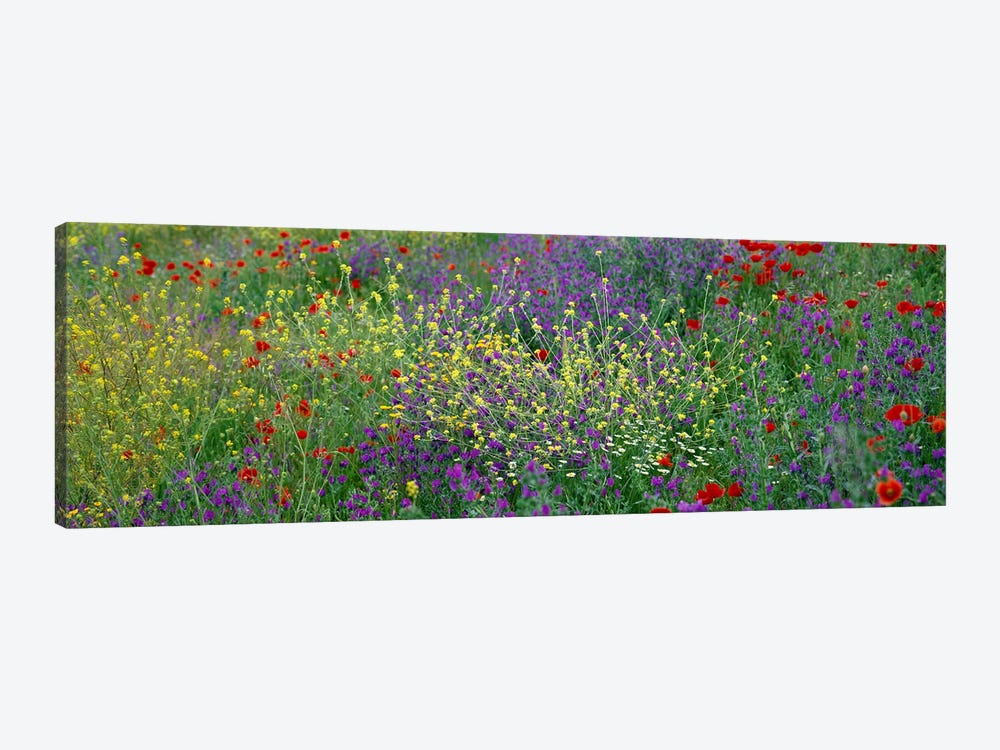 Wildflowers El Escorial Spain by Panoramic Images 1-piece Canvas Print