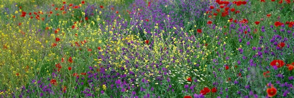 Spring: Wildflowers El Escorial Spain by Panoramic Images