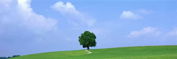 Austria: Lone Tree on Hilltop Salzkammergut Austria by Panoramic Images