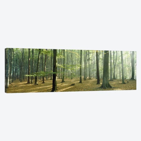 Woodlands near Annweiler Germany Canvas Print #PIM3893} by Panoramic Images Art Print