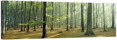 Woodlands near Annweiler Germany Canvas Art Print - Pantone Greenery 2017