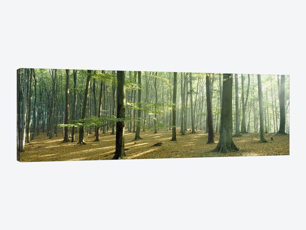 Woodlands near Annweiler Germany by Panoramic Images 1-piece Canvas Art Print