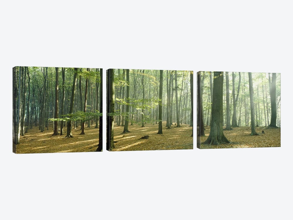 Woodlands near Annweiler Germany by Panoramic Images 3-piece Art Print