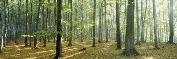 Wilderness: Woodlands near Annweiler Germany by Panoramic Images