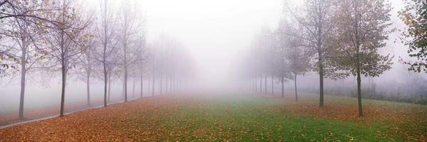 Mist & Fog: Trees in Fog Schleissheim Germany by Panoramic Images